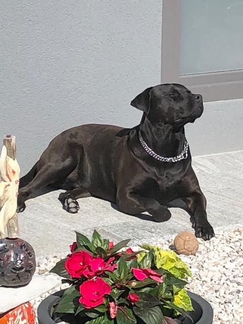 Carlos genießt die Sonne | Foto: Peter Dermota