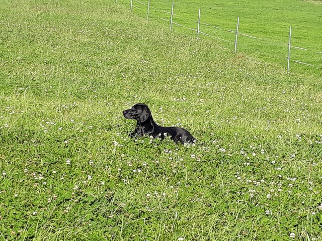 Cleo auf der Wiese | Foto: Bettina Jansky