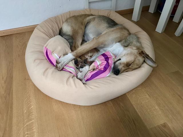 Koby im Körbchen | Foto: Manuela Eybl-Leroch