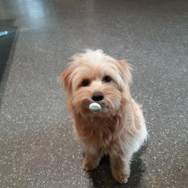 Die kleine Luna mit Schnuller | Foto: Sandra Hörker