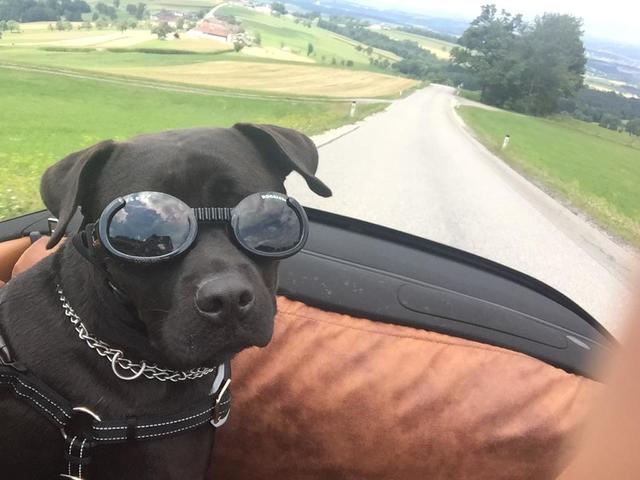 Carlos mit Sonnenbrille | Foto: Peter Dermota