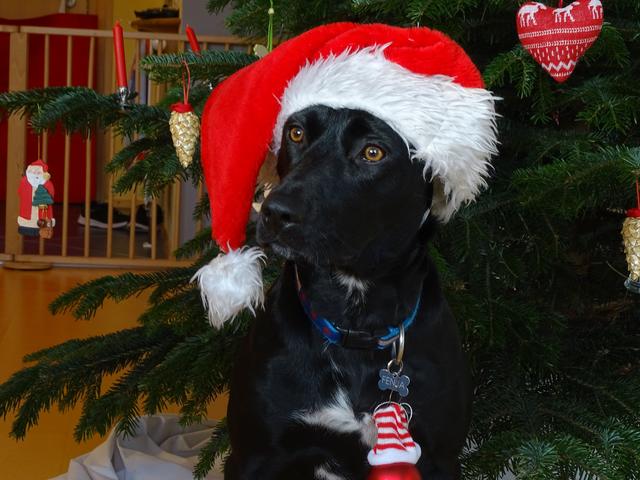 Fenja mit Weihnachtshaube | Foto: Doris Waczek