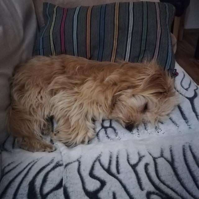 Die kleine Luna beim Schlafen | Foto: Sandra Hörker