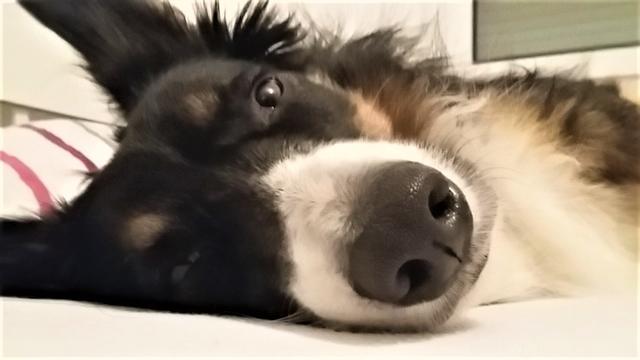 Bonita | Foto: Cornelia Länger