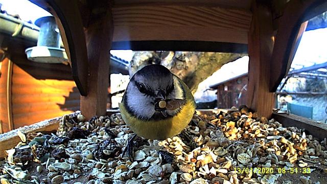 Die kleine Kohlmeise klaubt gerne die kleinen Körner aus dem vielfältigen Futterangebot.