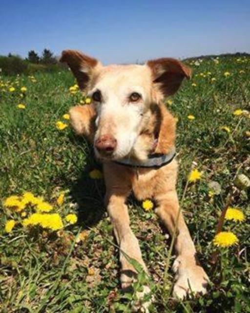 Luna - eine alte Hundedame | Foto: Rosemarie Huber-Marsam