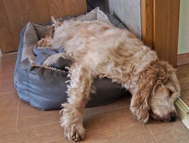 Nelly ganz erschöpft | Foto: Traude Stolz