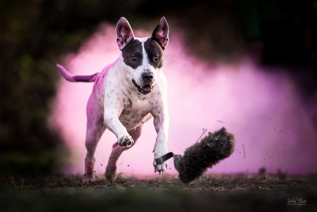 Piper auf dem Holi-Festival | Foto: Daniela Kopal