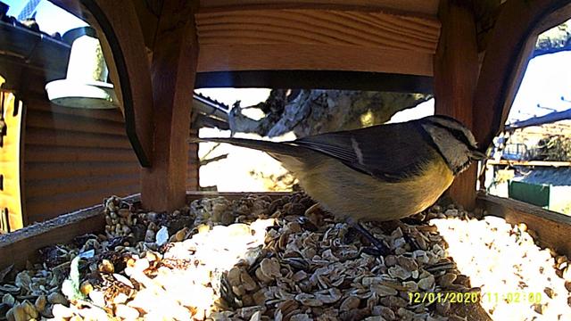 Am häufigsten bei meinen Futterstationen ist die Kohlmeise  zu beobachten.
