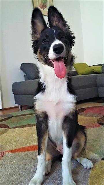 Hündin Bonita hat die süßesten Ohren | Foto: Cornelia Länger