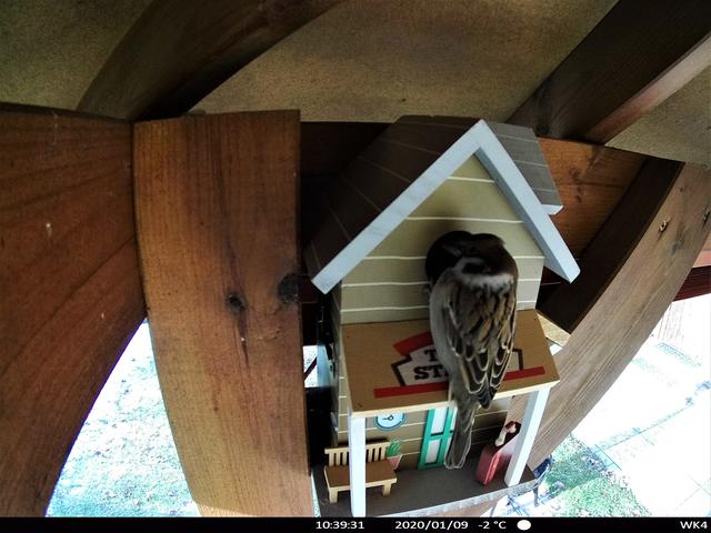 Der Feldsperling ist auch schon bei der Suche nach einem geeigneten Nistplatz.