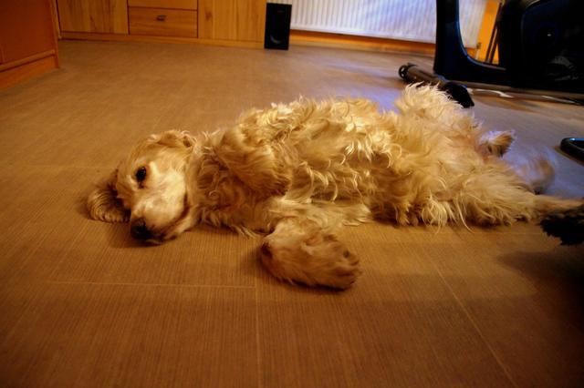 Die kleine Nelly auf dem Rücken | Foto: Traude Stolz