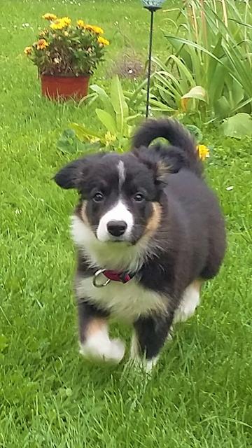 Bonita in der Wiese | Foto: Cornelia Länger