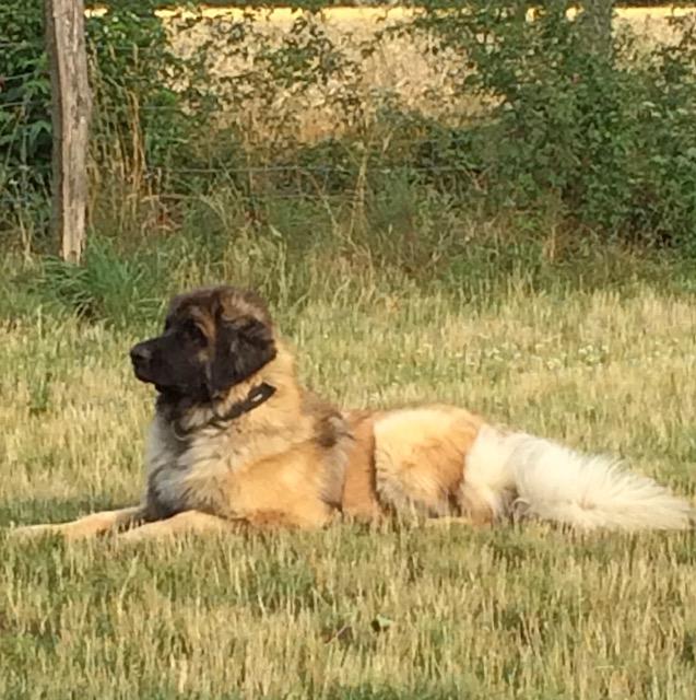 Balu auf der Wiese | Foto: Eva Bellak