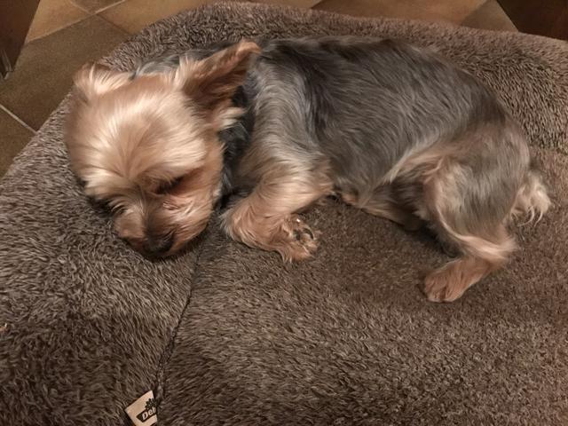 Der kleine Moritz | Foto: Dominik Simoner