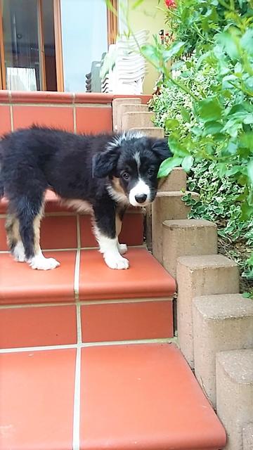 Bonita im Garten | Foto: Cornelia Länger