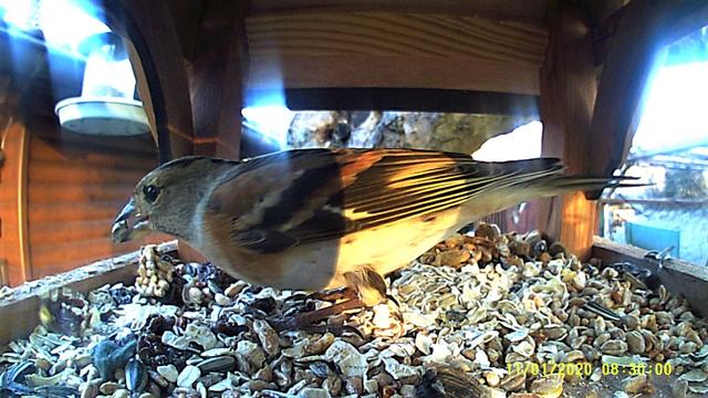 Ob Feldsperling, Rotkehlchen, Buchfink oder viele Meisenarten, jeder findet hier das passende Korn.