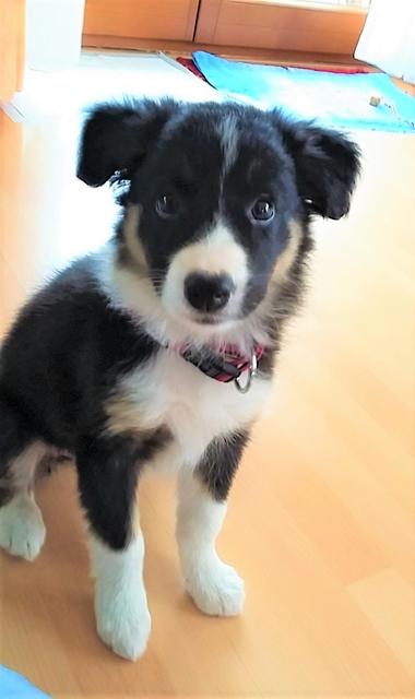 Bonita als Welpe | Foto: Cornelia Länger