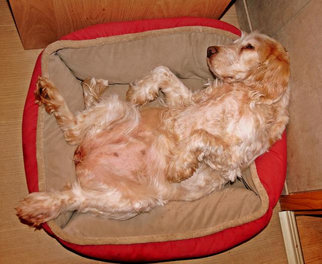 Nelly in ihrem Bettchen | Foto: Traude Stolz