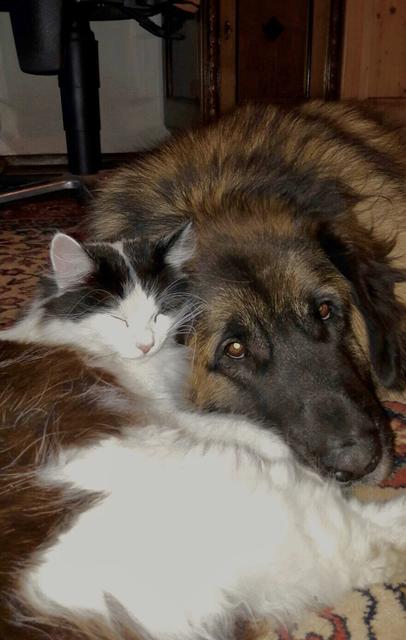 Balu mit einer Katze | Foto: Eva Bellak