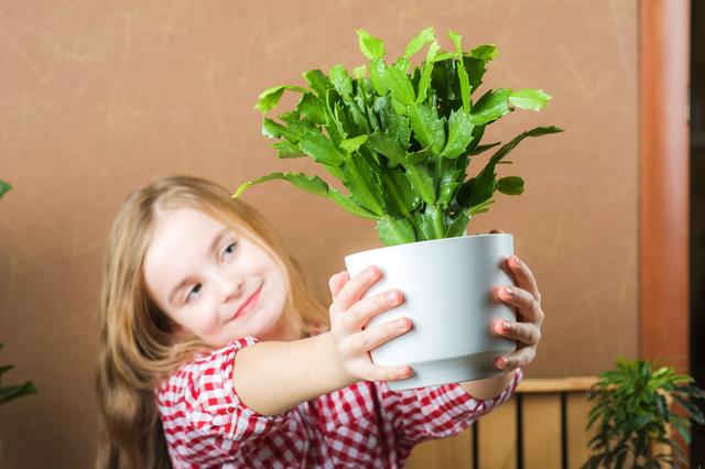 Natur im Garten gibt Erste Hilfe Tipps für Zimmerpflanzen
