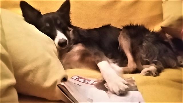 Bonita auf der Couch | Foto: Cornelia Länger