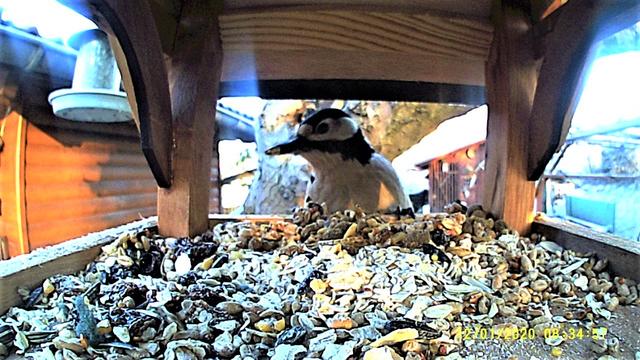 Auch der Buntspecht macht immer wieder einen Besuch beim Futterhäuschen, um sich die besten Happen mitzunehmen. 