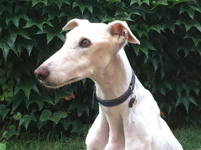 Merlin - ganz abgemagert kurz nachdem er zu seiner neuen Familie gekommen war. | Foto: Rosemarie Huber-Marsam