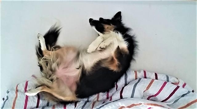 Bonita auf dem Rücken | Foto: Cornelia Länger