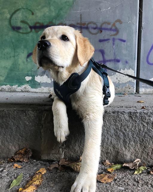 Die kleine Poserin Nala mag das Urbane der Stadt.  | Foto: Sabrina Moriggl