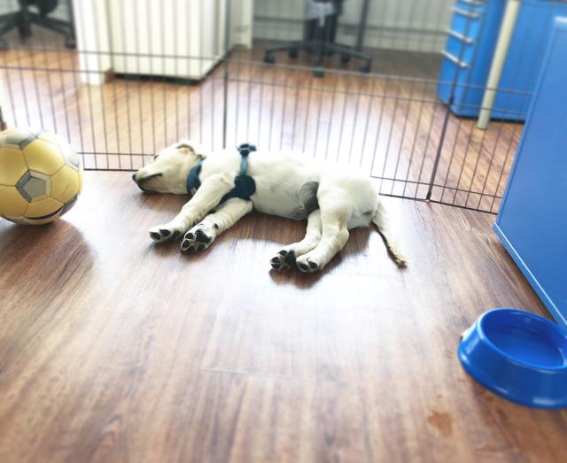 Erste Ankunft im Büro der Redaktion. Nala schlief lieber auf den Boden, als auf der Decke.  | Foto: Sabrina Moriggl