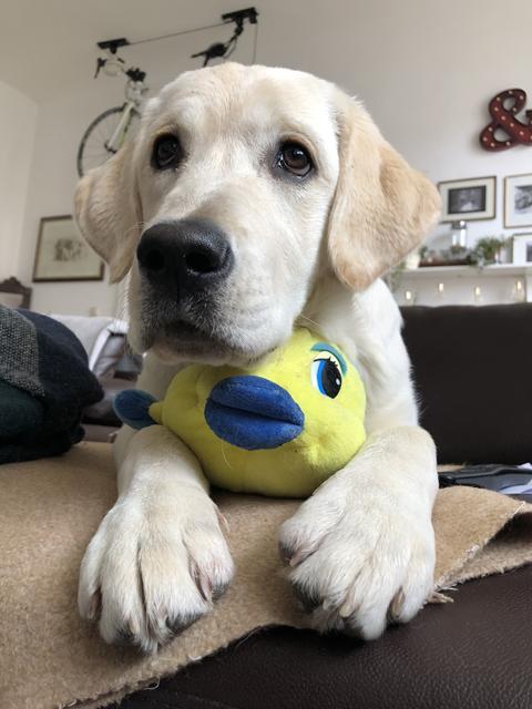 Nala hat ihr Stofftier Sebastian zum fressen gern.  | Foto: Sabrina Moriggl