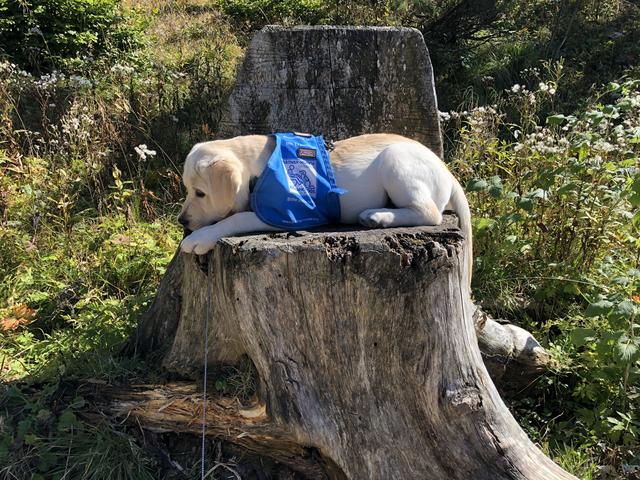 Hoch hinaus ging es für Nala, als sie mit der Seilbahn auf den Predigtstuhl fuhr und dort auf den Baumstumpf kletterte.  | Foto: Sabrina Moriggl
