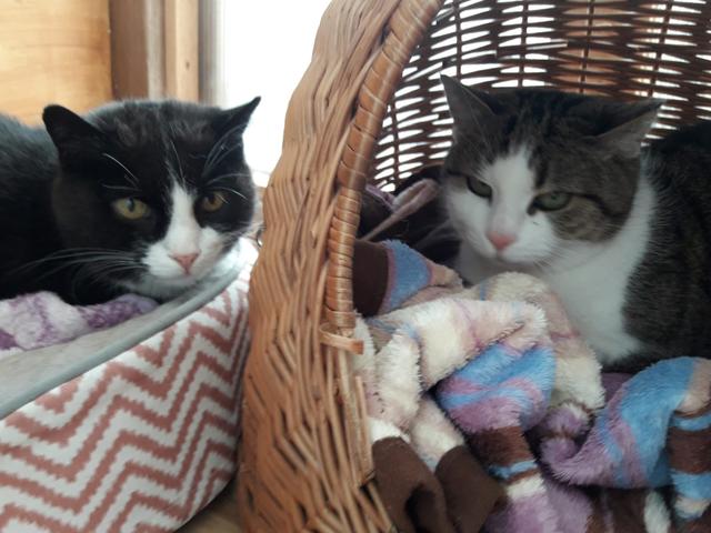 Monty und Lilly wünschen sich ein Zuhause mit Freigang bei liebevollen Menschen.