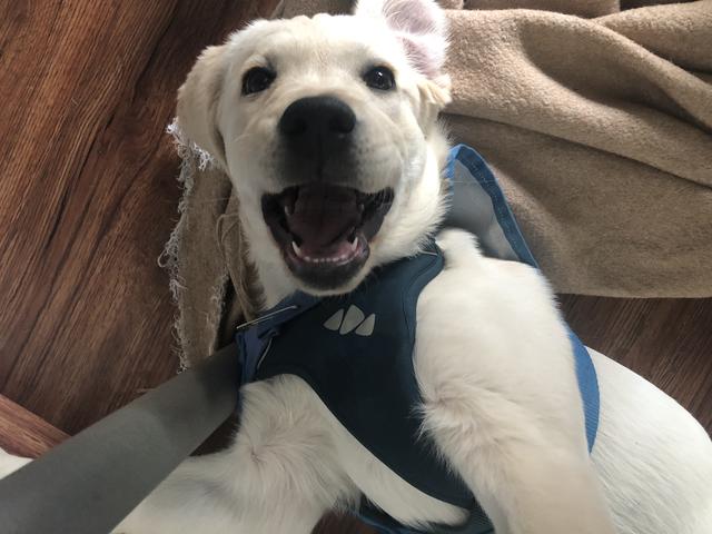 Ganz verdreht und in sämtlichen Positionen findet man Nala unter dem Tisch liegend.  | Foto: Sabrina Moriggl