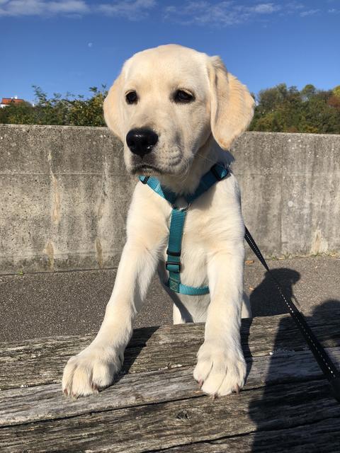 "Hallo Welt, hier bin ich", sagt sich Nala und springt selbstbewusst auf die Parkbank in Laufen.  | Foto: Sabrina Moriggl