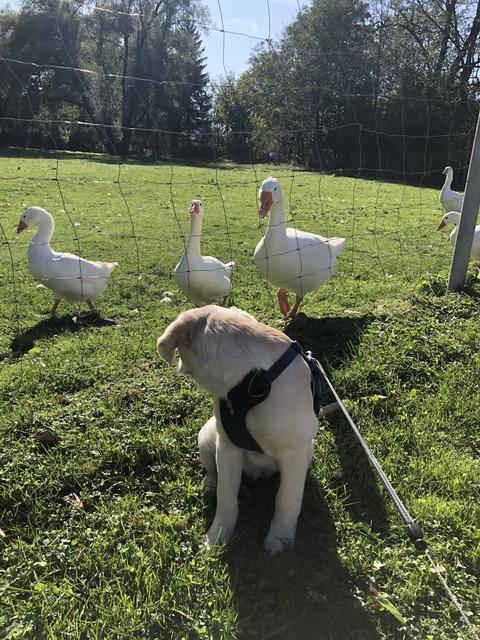 "Na nu, wer bist du denn?", so ganz geheuer war die Begegnung mit den Gänsen Nala nicht.  | Foto: Sabrina Moriggl