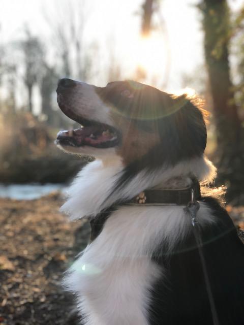 Der kleine Shepherd Merlin. | Foto: Thomas Vocitko