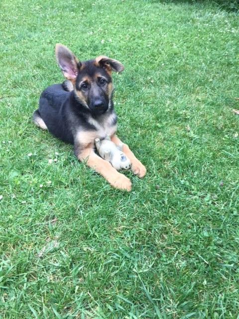 Die kleine Piper im Garten | Foto: Eva Travnicek