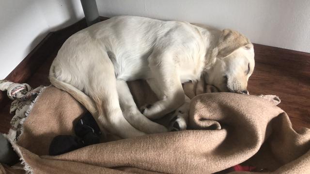 Hundemüde war Nala in den ersten Monaten. Für einen so kleinen Welpen schnarchte sie extrem laut.  | Foto: Sabrina Moriggl