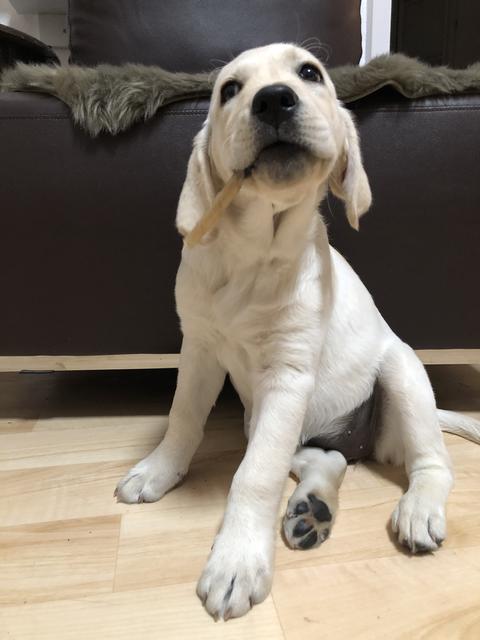 "Ich liebe es, wenn ein Plan funktioniert", denkt sich Welpe Nala.  | Foto: Sabrina Moriggl
