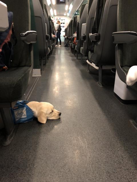 So müde und lang war die Fahrt nach Wien, wo Nala unsere Redakteure zur Fortbildung begleitete.  | Foto: Sabrina Moriggl