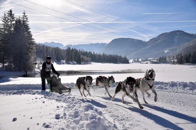 Das Schlittenhundecamp am Pillersee muss aufgrund des Schneemangels abgesagt werden.