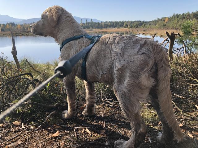 Huch, das schreit förmlich nach einem Bad. Einmal nicht aufgepasst und schwups sprang Nala in den Moorsee.  | Foto: Sabrina Moriggl