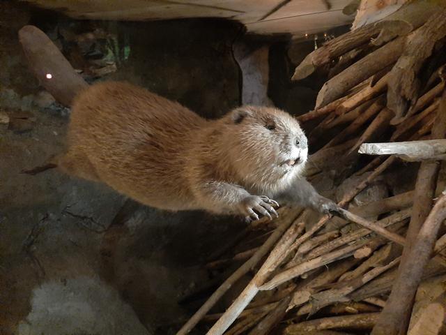Biber, Haus der Natur Salzburg - eine informative Ausstellung.  | Foto: Foto Zinterhof