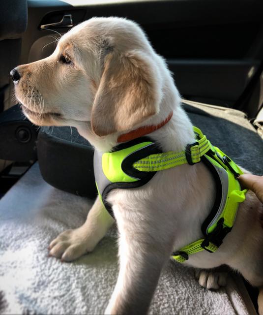 Noch ein Welpe. So haben wir Nala kennengelernt. Hier darf sie zum ersten Mal Autofahren.  | Foto: Sabrina Moriggl