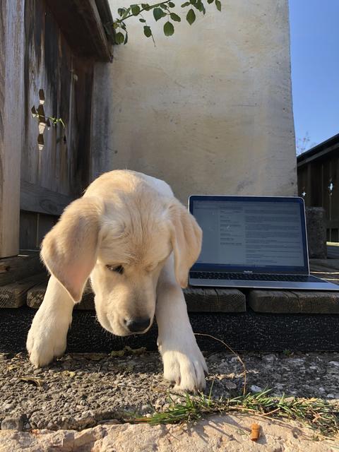 "Was ist denn das?", fragt sich Nala hier und guckt sich die Grashalme an.  | Foto: Sabrina Moriggl