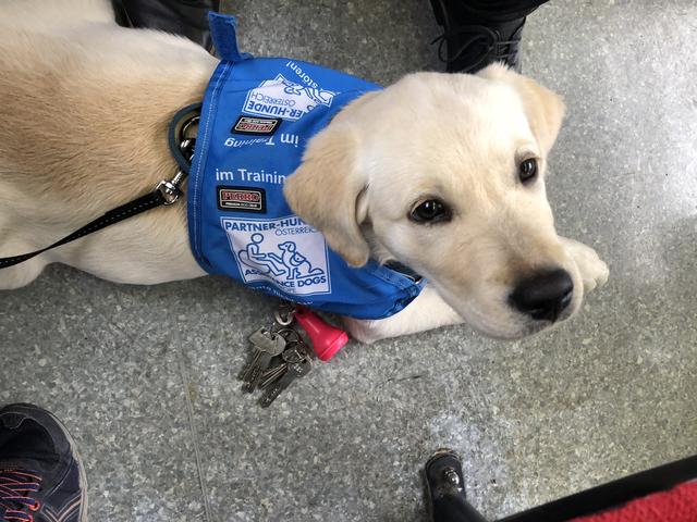 Als Assistenzhund trägt Nala in der Öffentlichkeit die blaue Kenndecke.  | Foto: Sabrina Moriggl