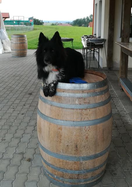 Billy auf dem Fass | Foto: Alexandra Bauer