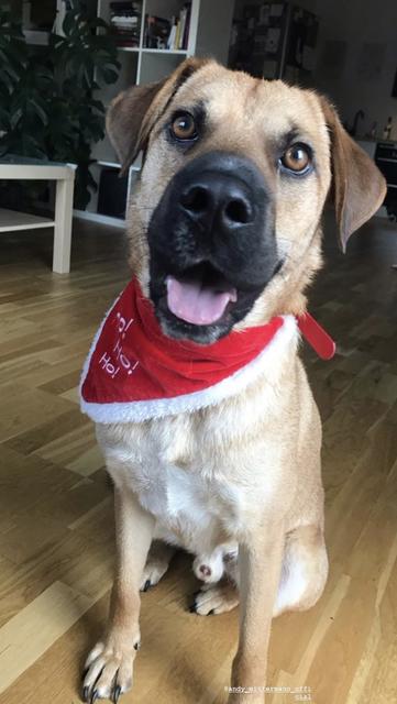 Findus mit einem Halstuch | Foto: Hannah Rath